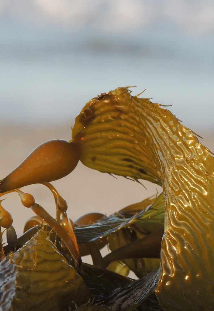 brown seaweed on beach